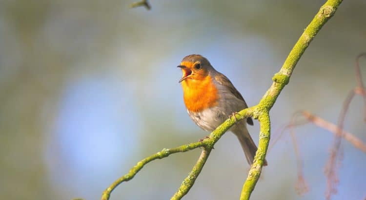 Vogel sind tagsüber sitzend auf einem Ast.