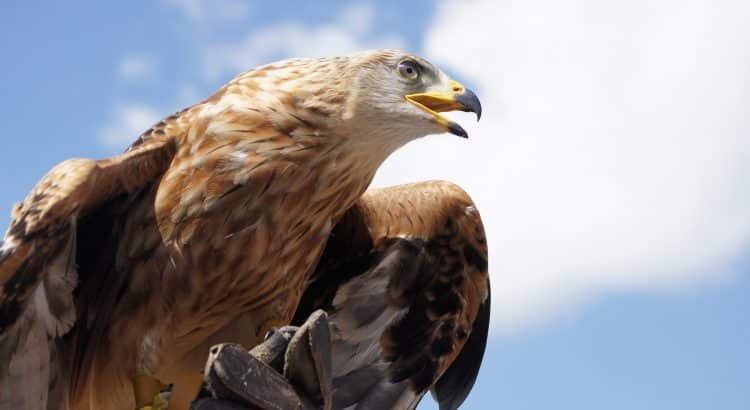 Steinadler mit offenem Schnabel vor blauem, leicht bewölktem Himmel.